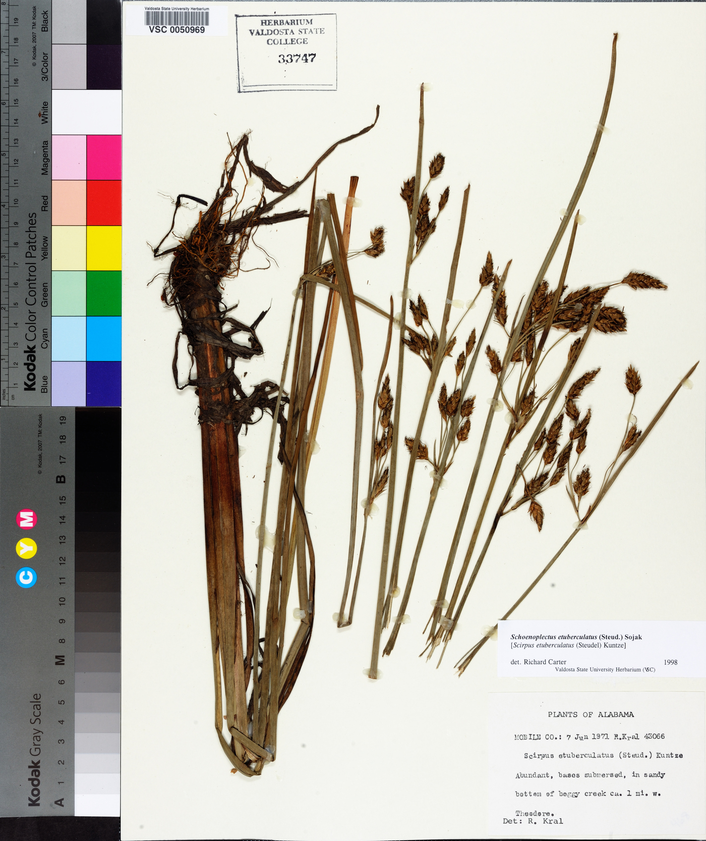 Schoenoplectus etuberculatus image