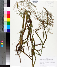 Scirpus divaricatus image