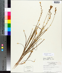 Scleria distans image