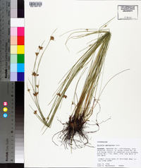 Scleria georgiana image