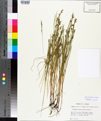 Scleria reticularis image