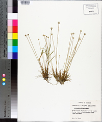 Eriocaulon lineare image