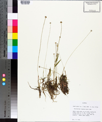 Eriocaulon texense image