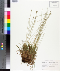 Lachnocaulon anceps image