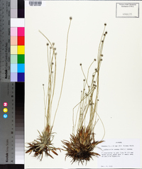 Lachnocaulon anceps image