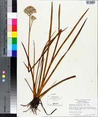 Lachnanthes caroliniana image