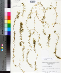 Elodea nuttallii image