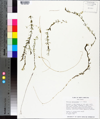 Hydrilla verticillata image