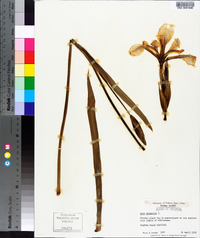 Iris virginica image