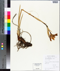 Iris missouriensis image