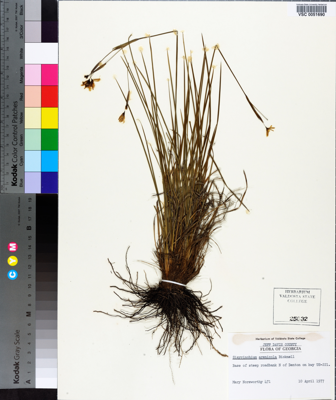 Sisyrinchium fuscatum image