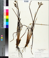 Sisyrinchium fuscatum image