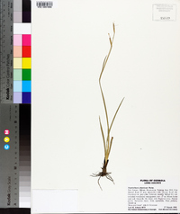 Sisyrinchium atlanticum image