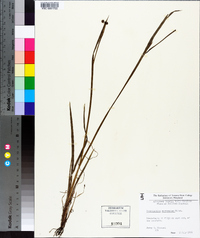 Sisyrinchium mucronatum image