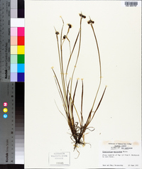 Sisyrinchium mucronatum image