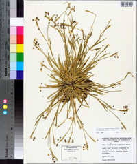 Sisyrinchium rosulatum image