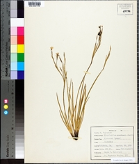 Sisyrinchium gramineum image