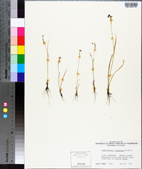 Sisyrinchium rosulatum image