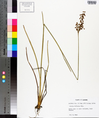 Juncus biflorus image