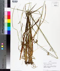 Juncus biflorus image