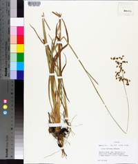 Juncus biflorus image