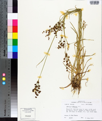 Juncus biflorus image