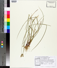 Juncus brachycarpus image