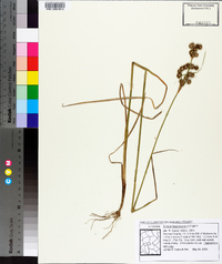 Juncus brachycarpus image