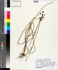 Juncus brachycarpus image