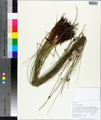 Juncus coriaceus image