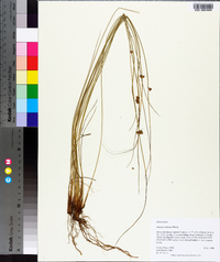 Juncus coriaceus image