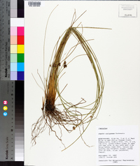 Juncus coriaceus image