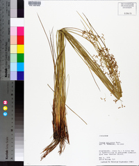 Juncus coriaceus image