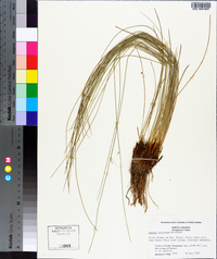 Juncus coriaceus image