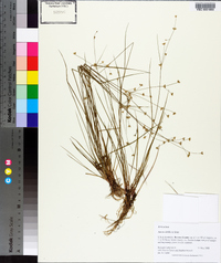 Juncus debilis image