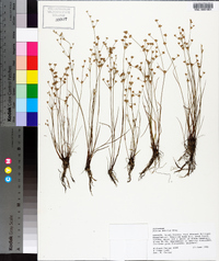 Juncus debilis image