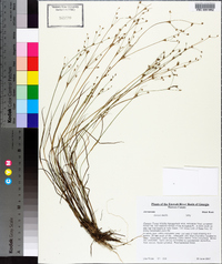 Juncus debilis image