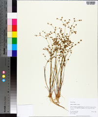 Juncus debilis image