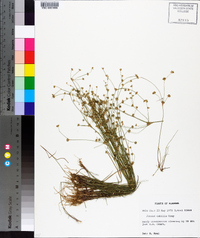 Juncus debilis image