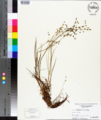 Juncus debilis image