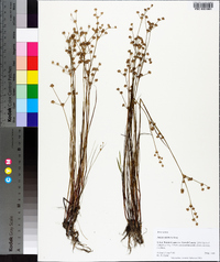 Juncus debilis image