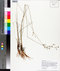 Juncus dichotomus image