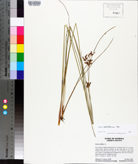 Juncus dichotomus image