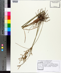 Juncus dichotomus image