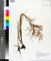 Juncus diffusissimus image