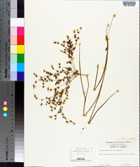 Juncus diffusissimus image