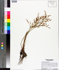 Juncus diffusissimus image