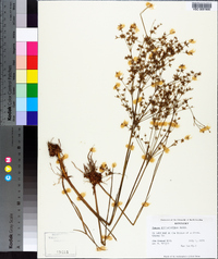 Juncus diffusissimus image