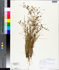 Juncus diffusissimus image