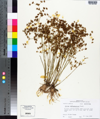 Juncus diffusissimus image